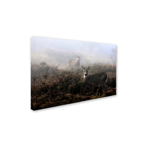 Jim Cumming 'The Rut In On - White-Tailed Deer' Canvas Art,12x19